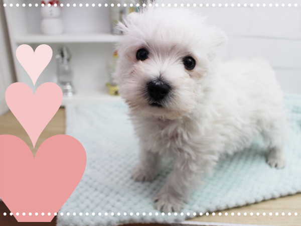 Happy　Valentine♪